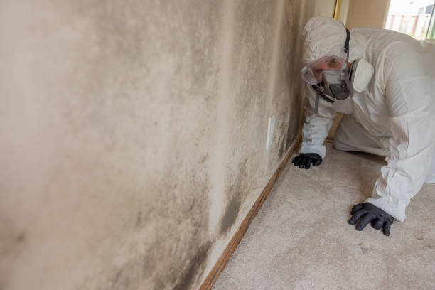 Why You Should Choose Our Mold Remediation Services in Orland Hills, IL